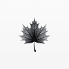 Black Maple Capital Management