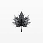 Black Maple Capital Management