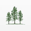 Pines Wealth Management
