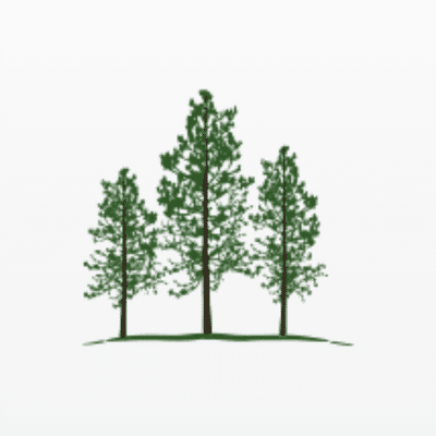 Pines Wealth Management