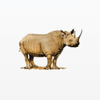 Rhino Investment Partners