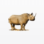 Rhino Investment Partners
