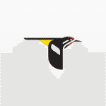 Friends of the Cornell Lab of Ornithology